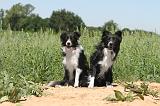 BORDER COLLIE 203